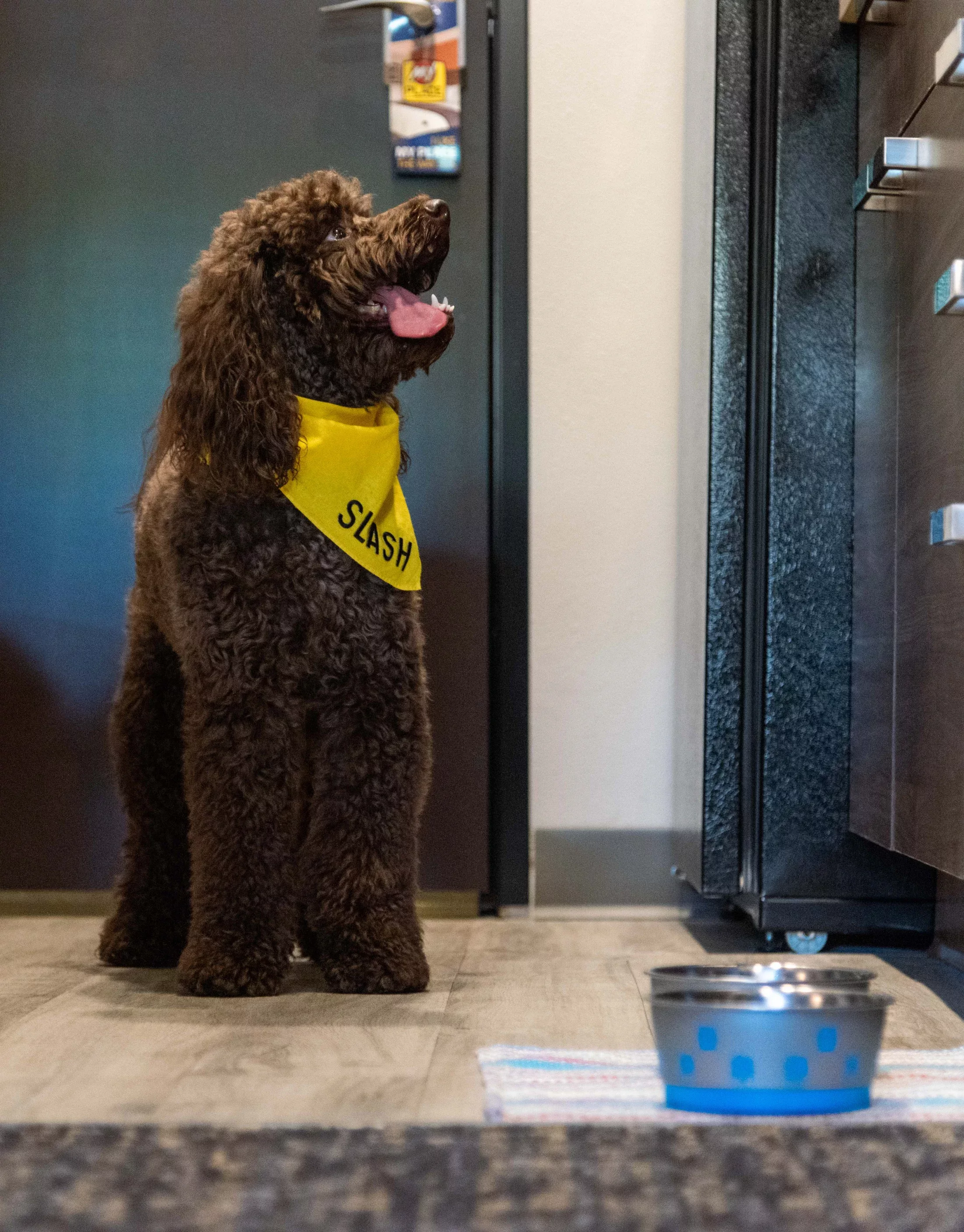 A black Labradoodle wearing a yellow bandana stands in the kitchenette area inside a My Place hotel room.
