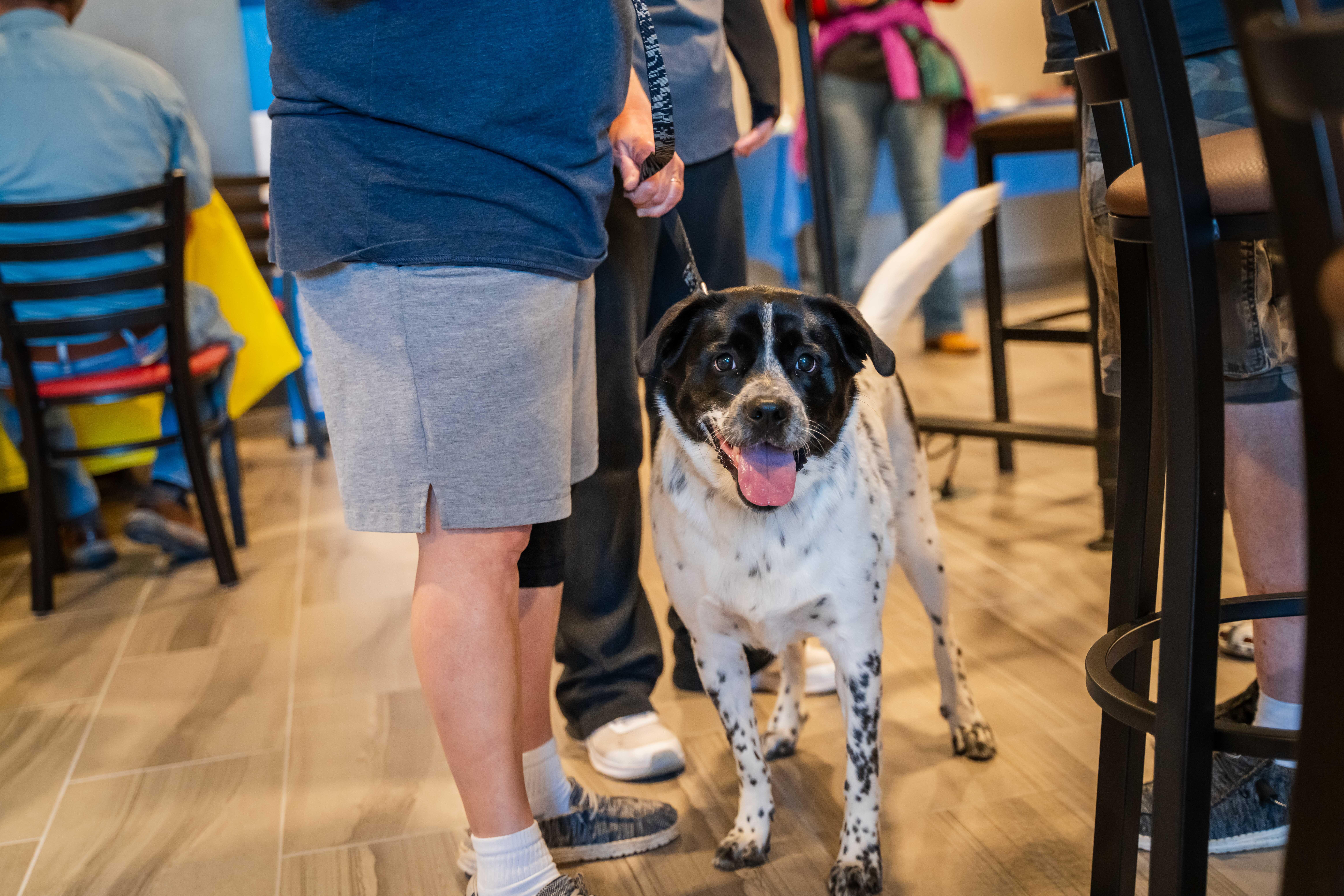 A dog smiling at the camera in a hotel lobby
