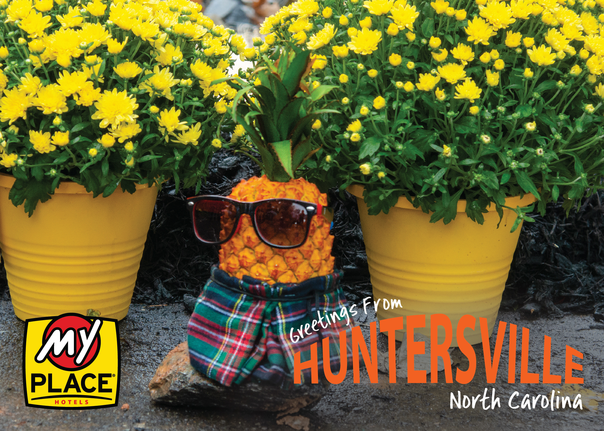 A postcard featuring Pineapple Pete, wearing a small kilt, in front of yellow flower pots and yellow flowers with "Greetings From Huntersville, North Carolina" logo in the bottom right corner.