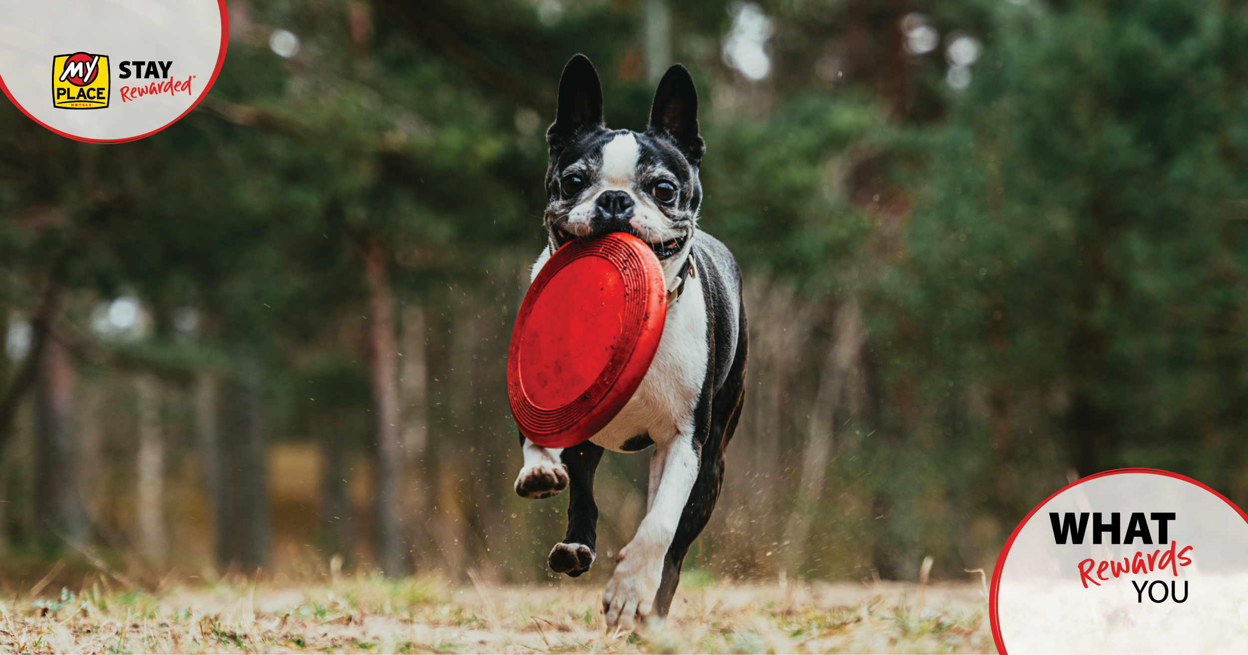 Black and white Boston Terrier runs with a red frisbee with Stay Rewarded logos in the top left and bottom right corners.