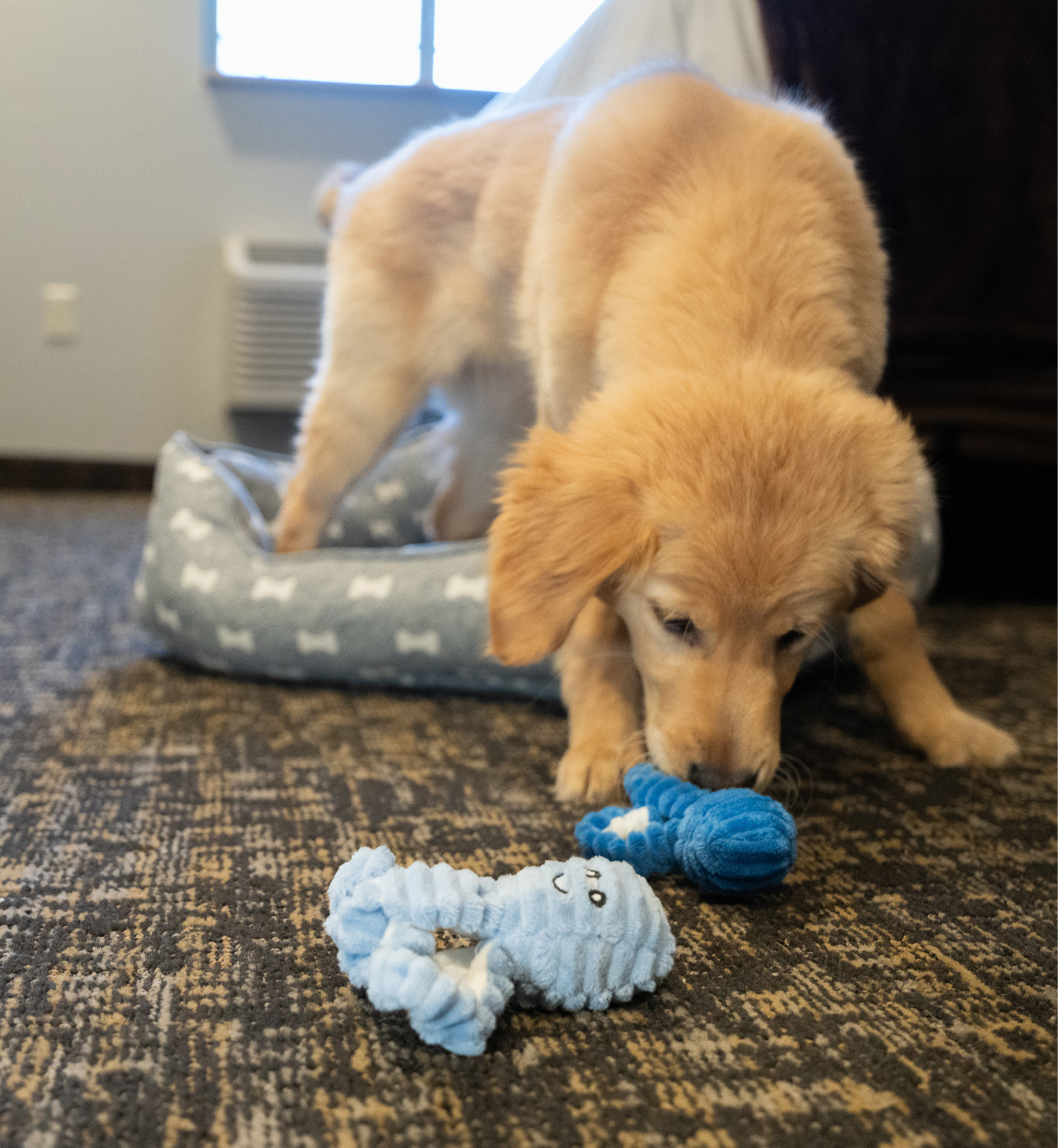 Yellow puppy playing with toys on the guestroom carpet.