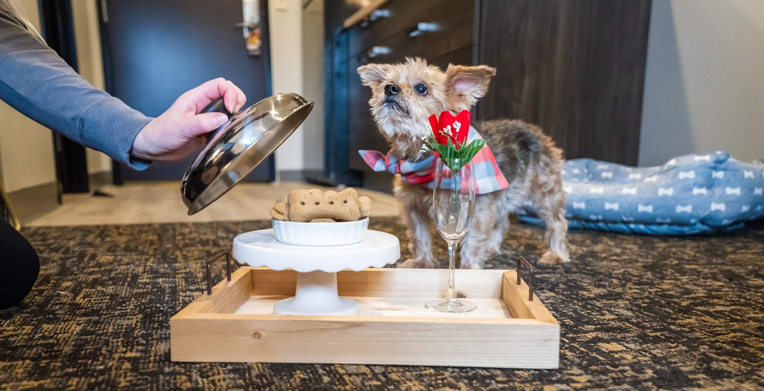 Small dog being served a treat on a breakfast trey.