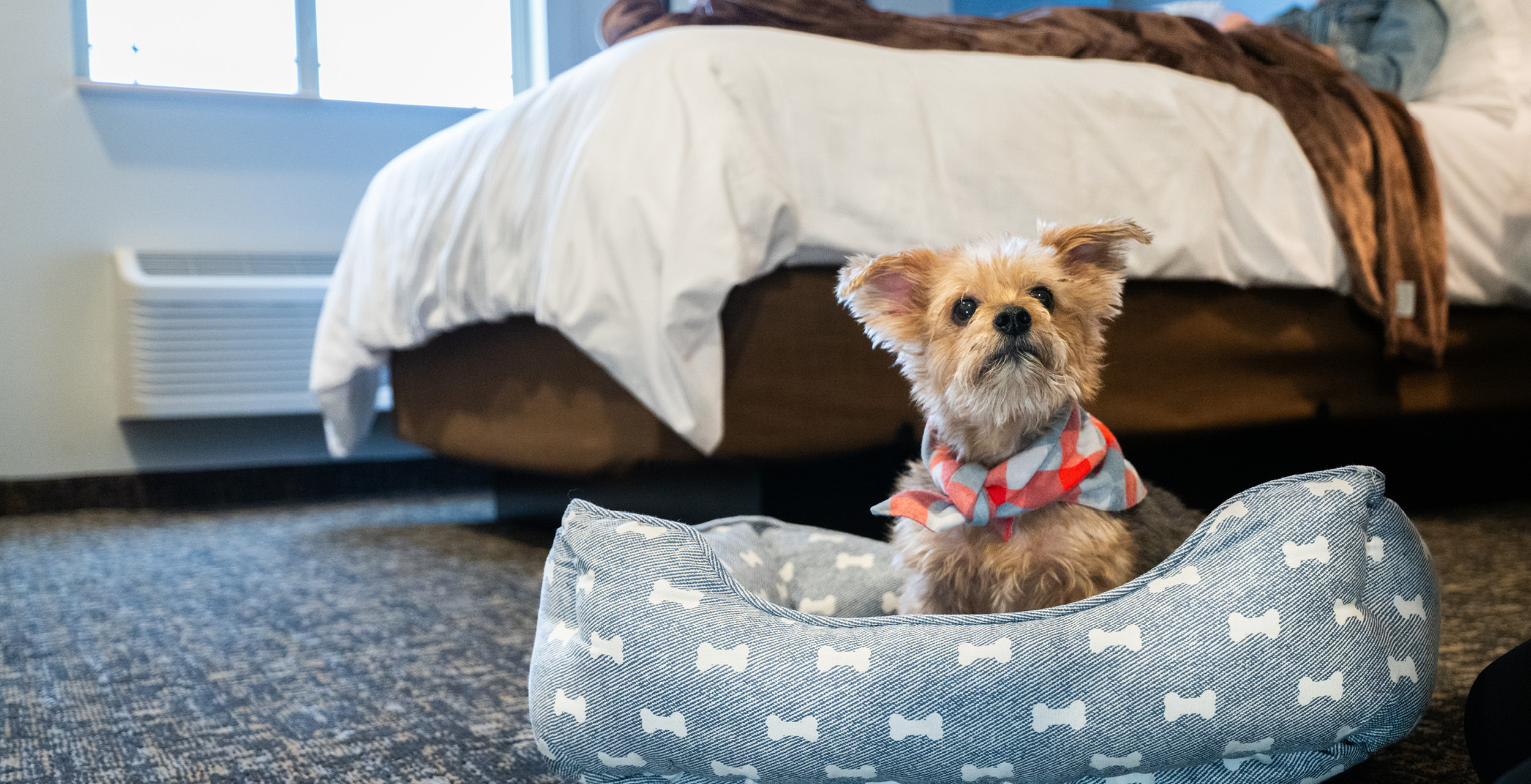 Small dog with a bandana sitting in a pet-bed on the hotel floor.