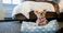 Small dog with a bandana sitting in a pet-bed on the hotel floor.