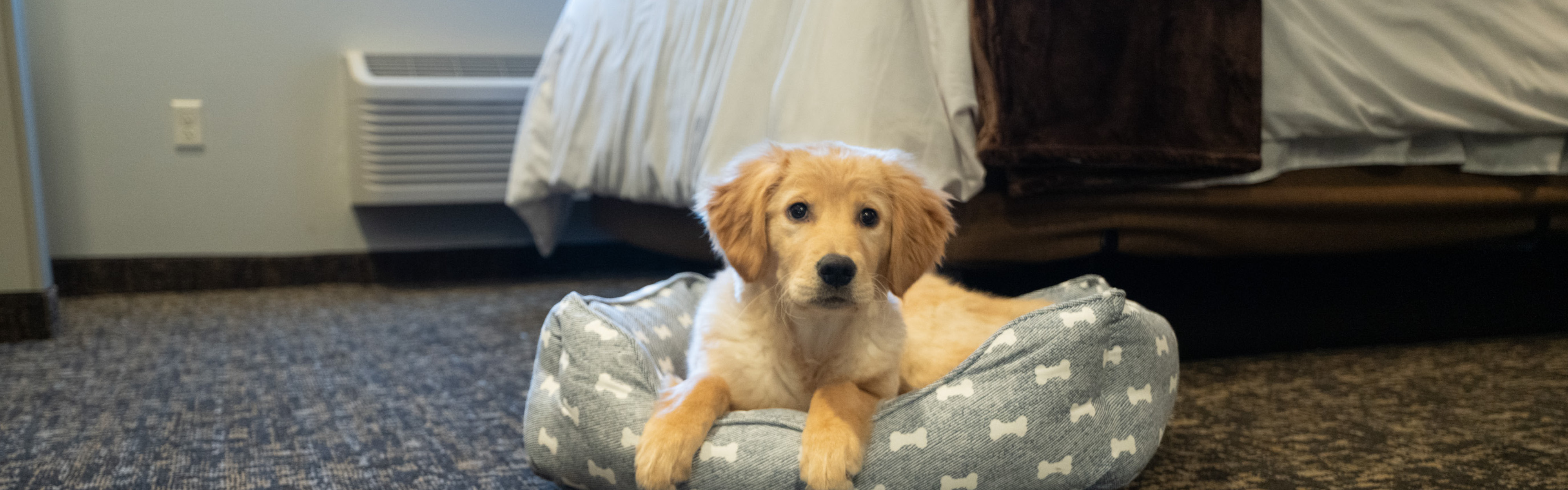A yellow dog sits inside a gray dog bed at the foot a bed inside a My Place Hotel room.