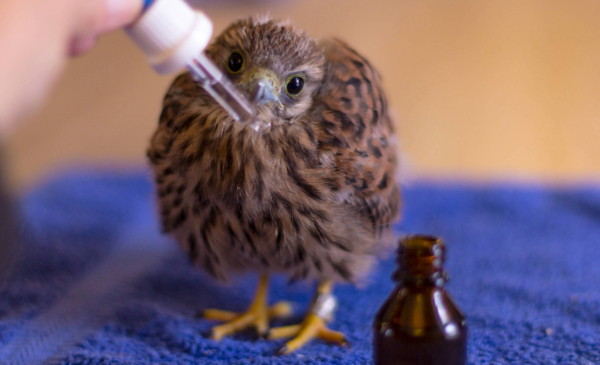 A baby bird gets medicine from a dropper.
