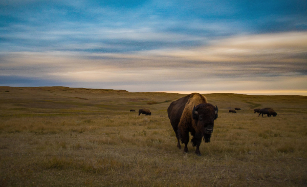 A lone bison stands in an open prairie under an overcast blue sky.