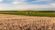 Hay bales in a field near Dickinson, North Dakota, showcasing local attractions near My Place Hotels