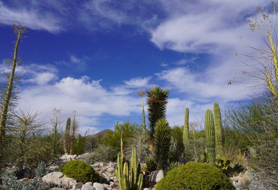 Cacti of various heights growing from a rocky landscape.