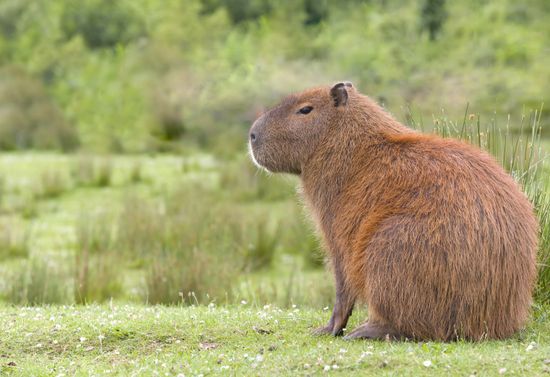 Sitting capybara set across a green landscape.