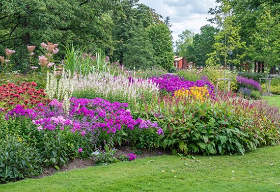 Flower garden full of bright purple and red flowes.