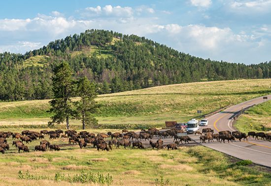 Landscape with bison crossing the road.