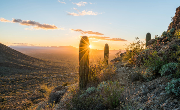 A lone cactus sets on a sloped desert hill before an orange sunset.