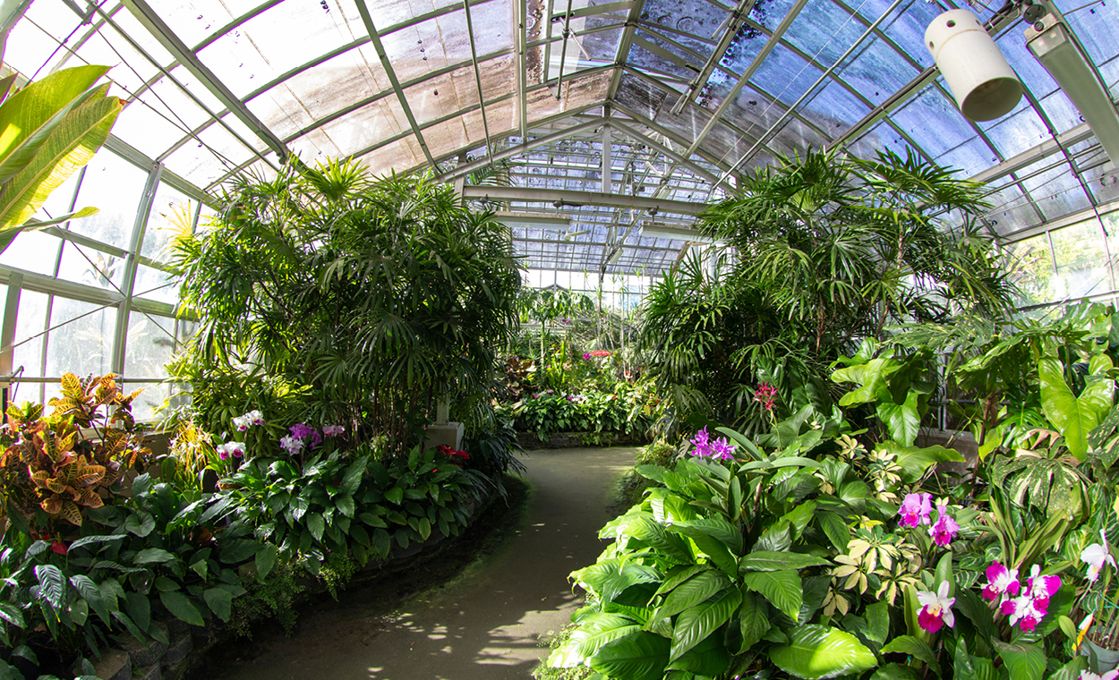 Plants growing to the top of a greenhouse.