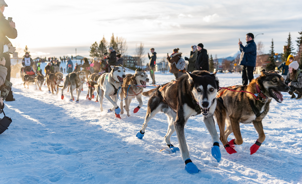 Pairs of dogs hooked up to a sled racing between people cheering and taking pictures.
