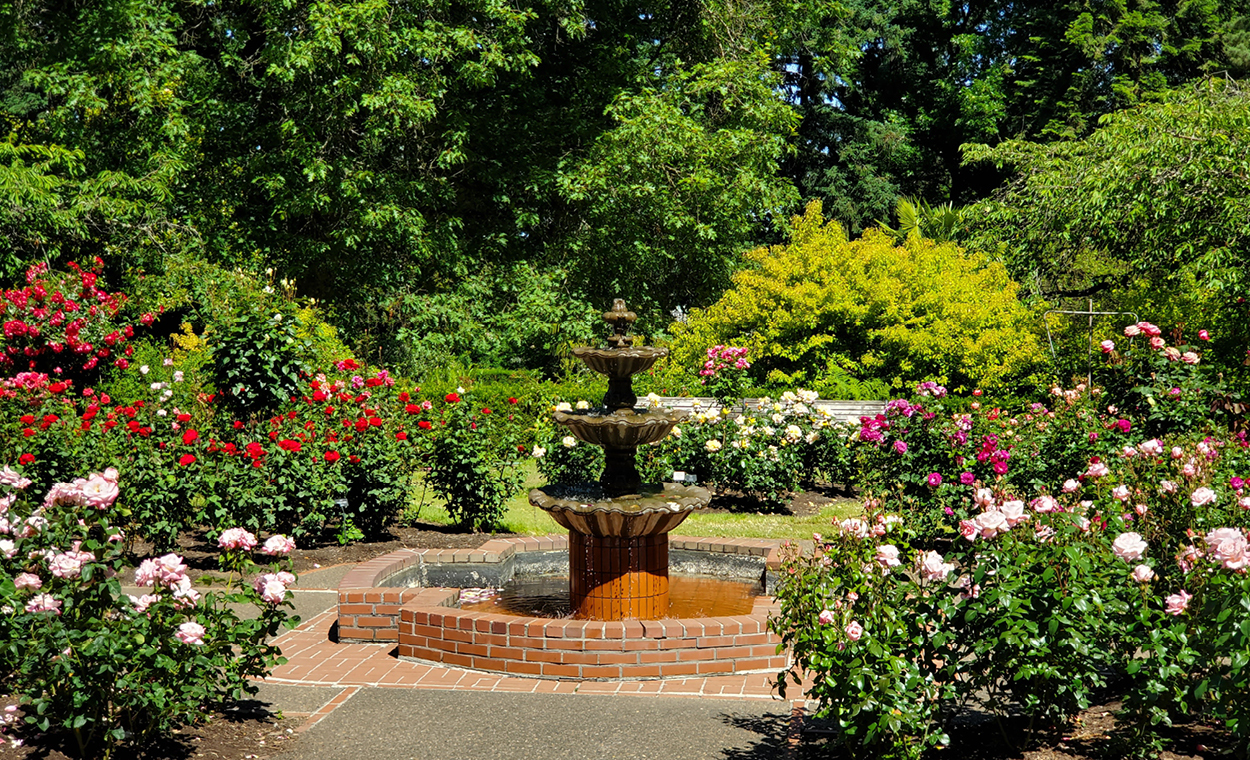 Rose garden with small plots of roses surrounding a fountain as the focal point in the middle.