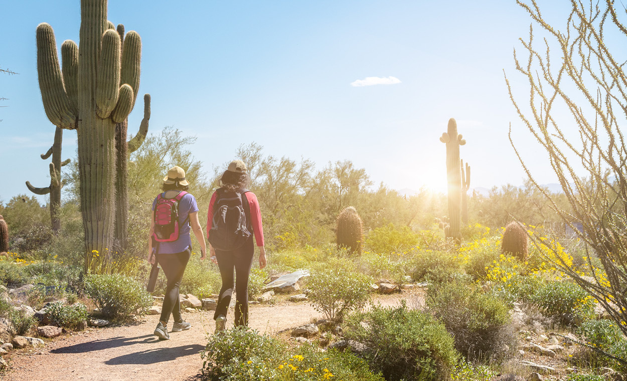 People walking down a worn path in the desert surrounded by bushes and cacti under a clear blue sky.