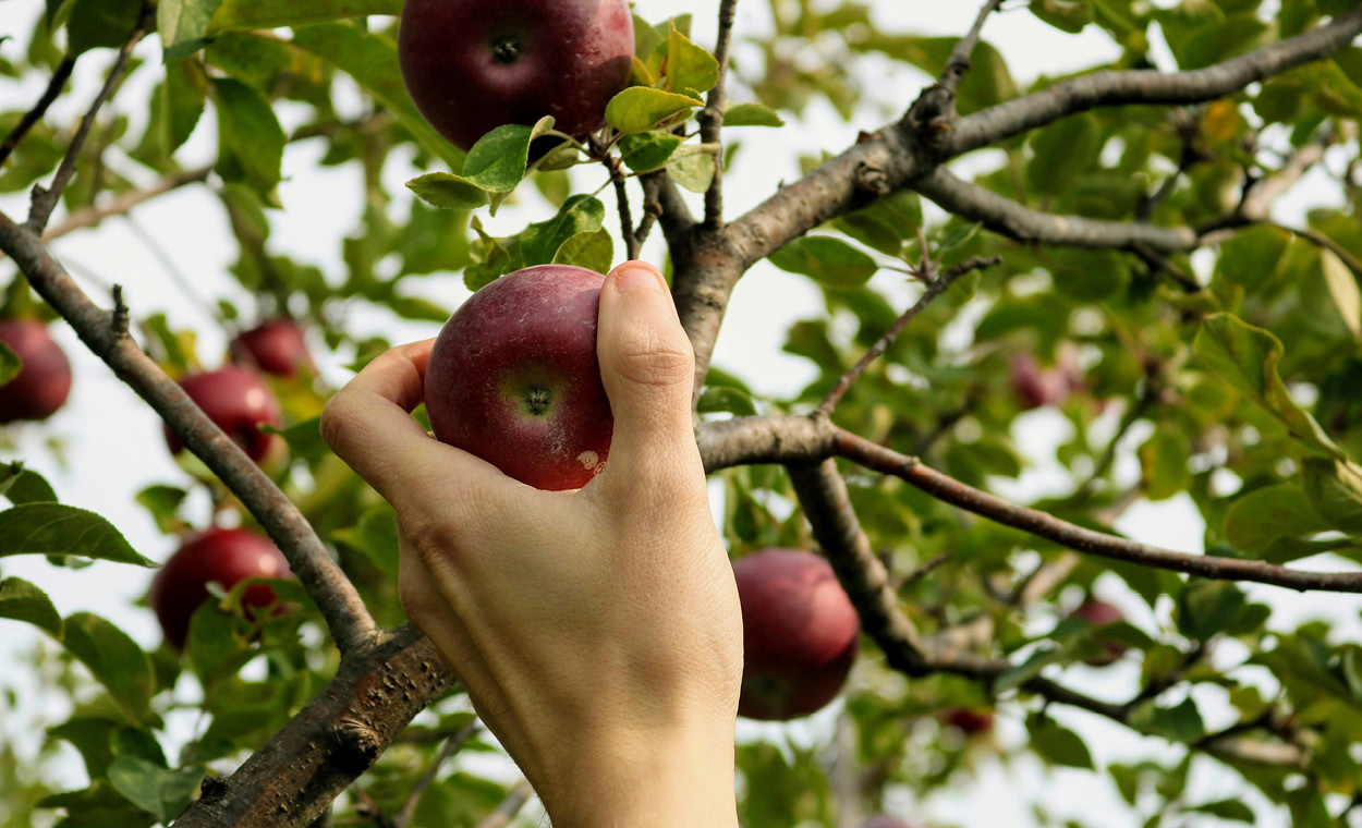 Hand picking a ripe red apple off a green tree.