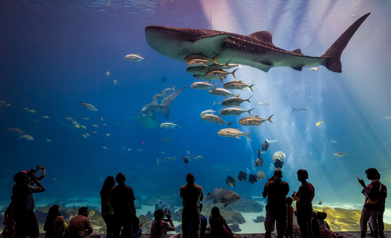 People watching fish and a shark swim in a massive tank.