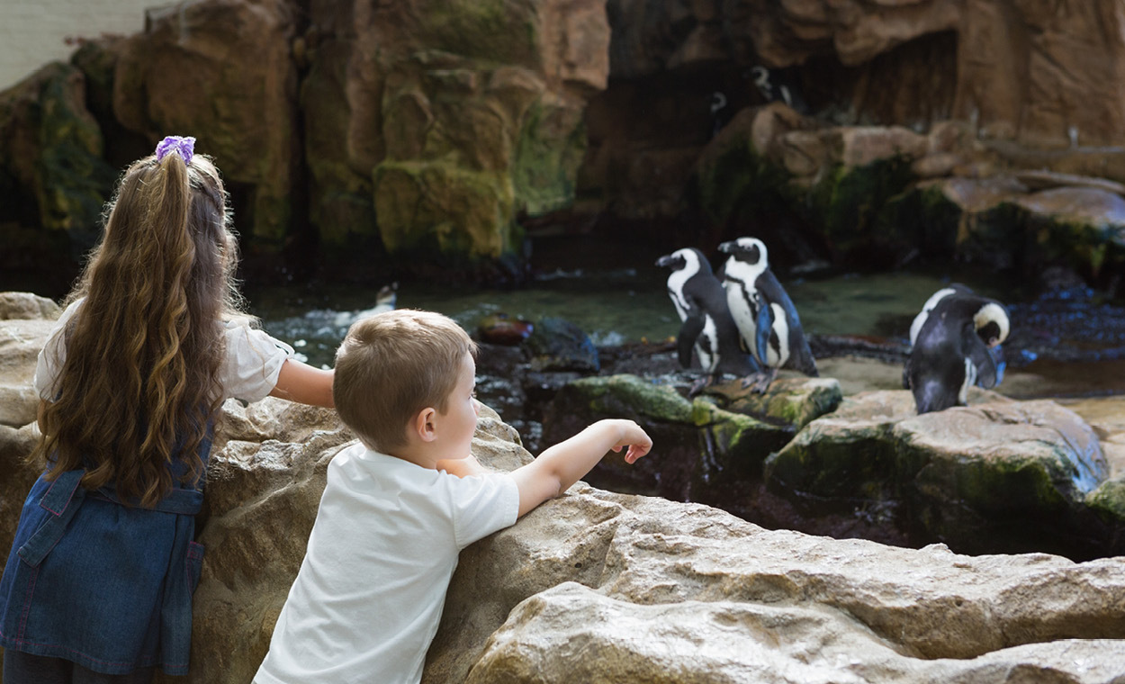 Two children watching penguins in an open air enclosure.