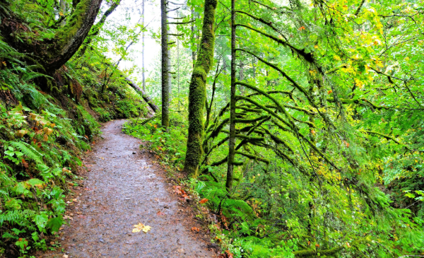 A narrow path winds between luscious trees in a thick forest.