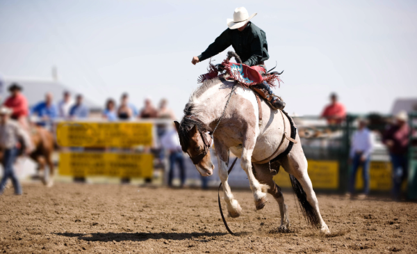 A cowboy holds on while riding a white bucking horse.