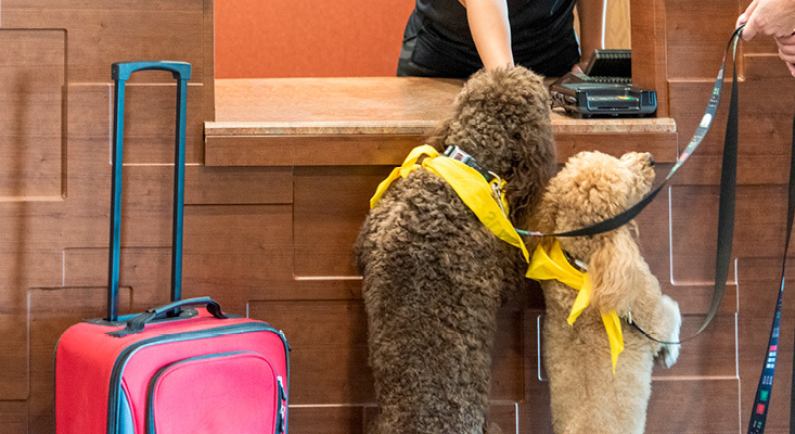 Two fluffy dogs with yellow bandanas excited at hotel check in next to a red suitcase and their owner.
