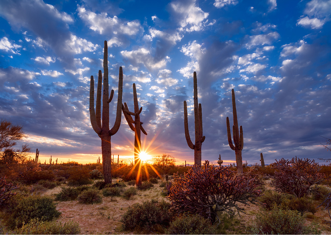 Tall cacti rise above a rocky landscape under a blue and orange cloudy sunset.