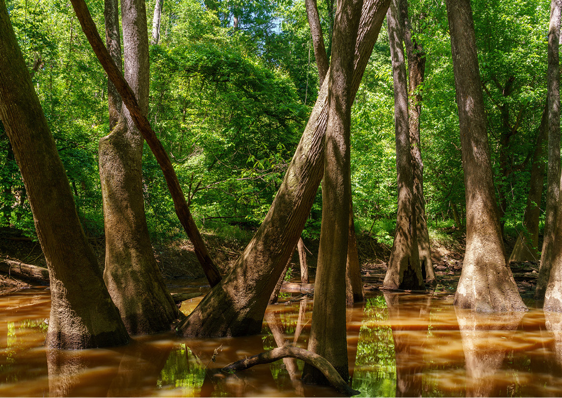 Tall, curved trees rise above murky, brown water before a background of lush green trees.
