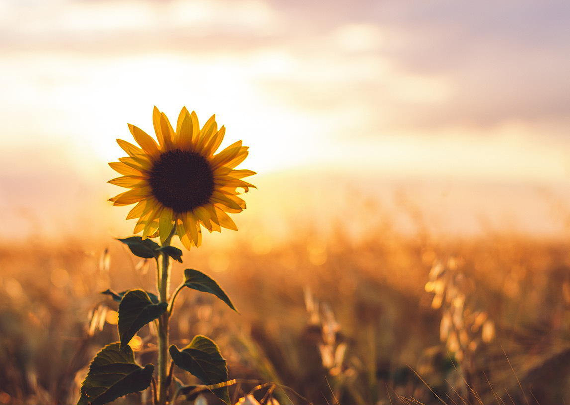 A single yellow sunflower sits in focus before a large field under a yellow, cloudy sky.