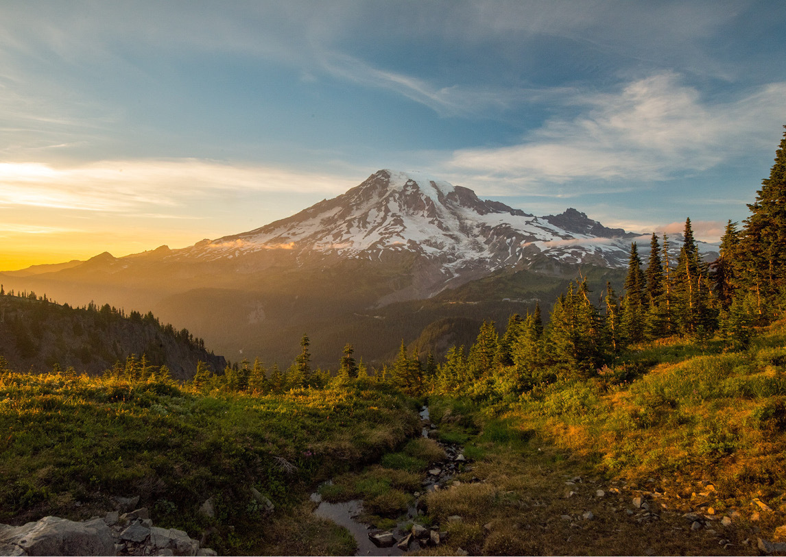 Green trees in a mountainous forest set before a snowcapped mountain in the background.
