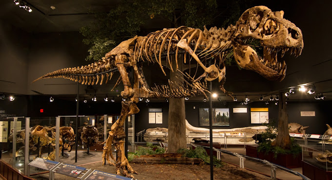 Dinosaur bone statue in the middle of a museum exhibition.