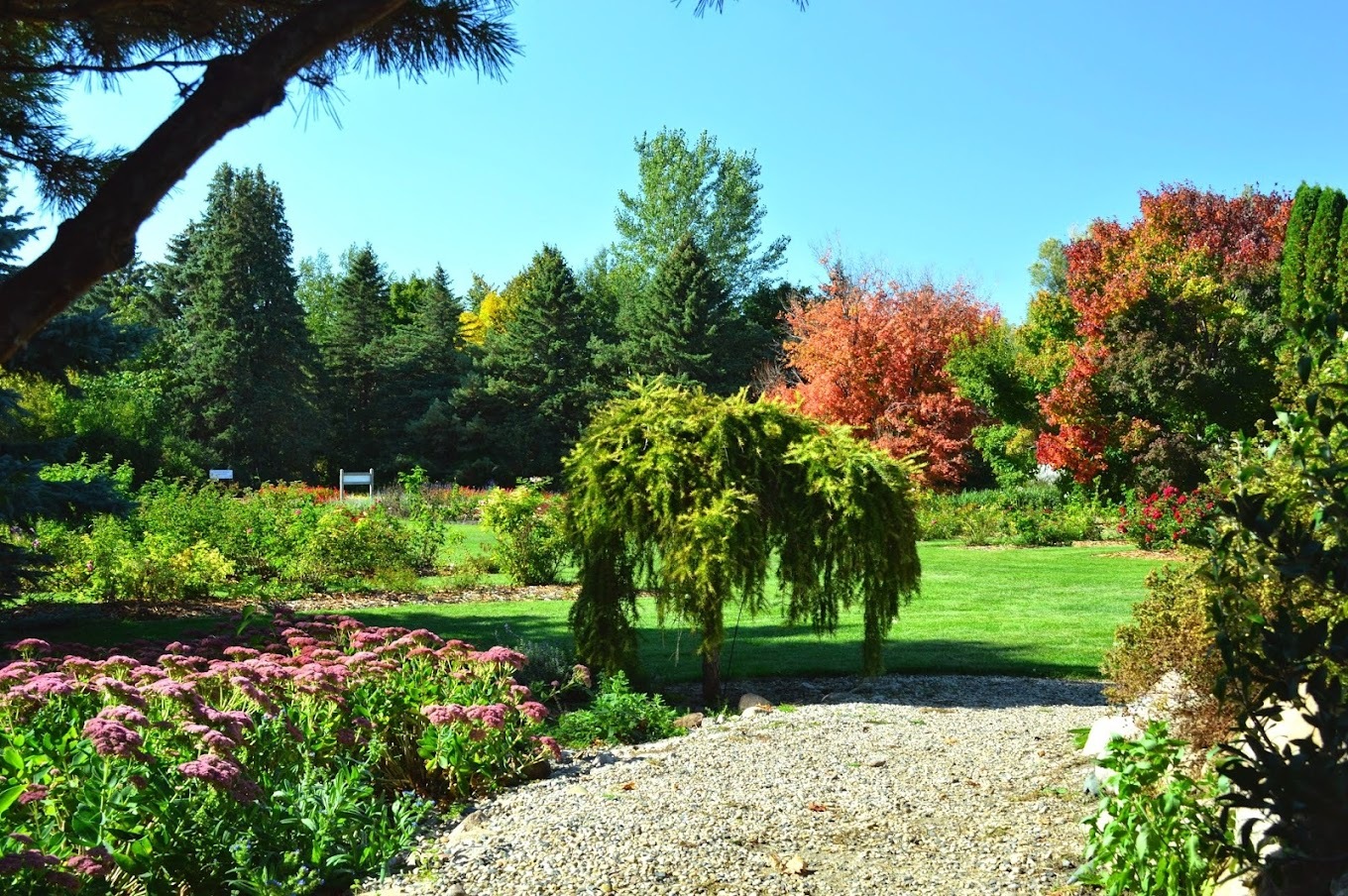 A view of an garden area, large trees in a field with a group of flower pushes on each side of a gravel path.