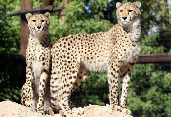 Two cheetahs are adjacent to each other. The left on is sitting, looking towards the camera. The right one is standing and does not look at the camera.