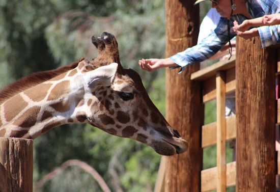 Woman in hat holds her hand close to the head of a giraffe.