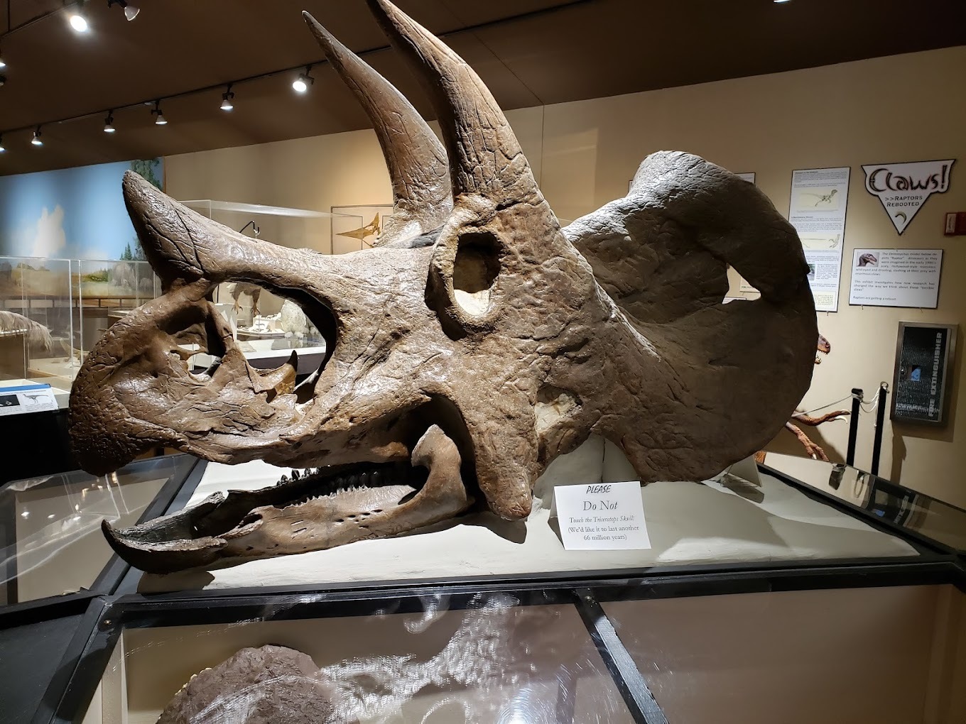 A close up view of a fossil of a triceratops skull.