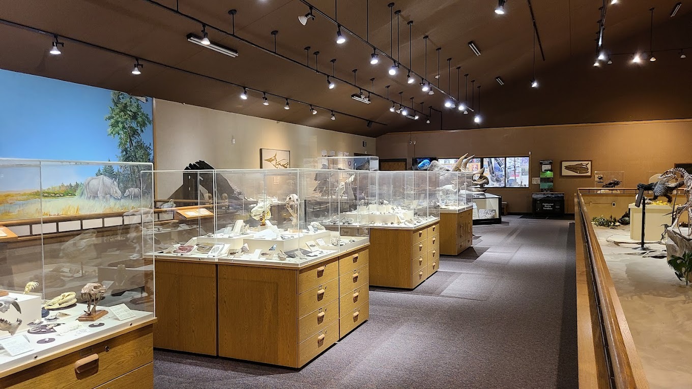 A large room of a museum with large spot lights showing off display cases filled with fossils.