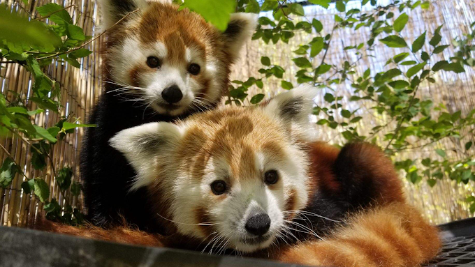 Close up of two red pandas looking directly at the camera.