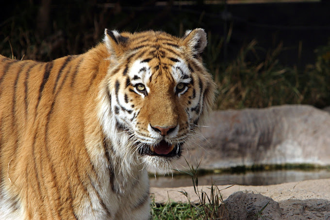 Close up of a tiger looking directly at the camera.