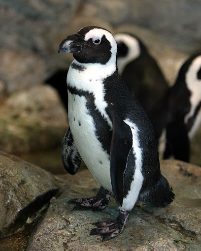 Full body image of a black and white penguin.