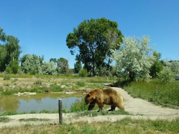Image of a bear walking beside a small pond. Background contains numerous trees.