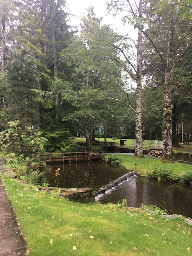 Tall trees surrounding a small river. There is a small brown bridge in the background.