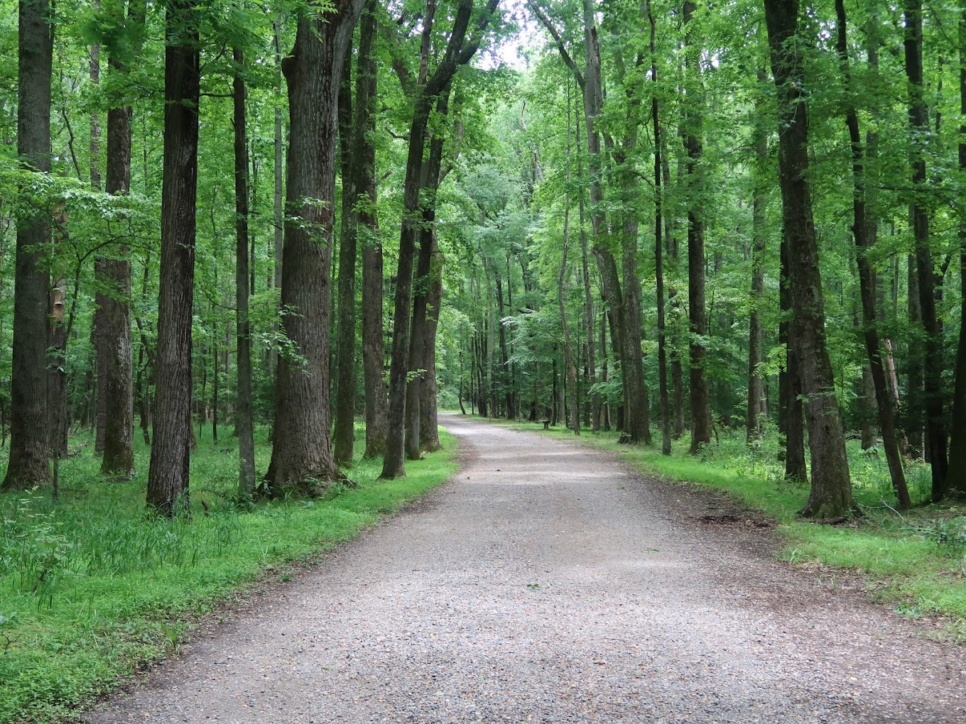 A view of a walking trail that is surrounded by lush grass and lots of very skinny tall trees.