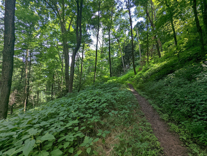 Green area that is a slanted hill. There are tons of tall trees and a small dirt path.