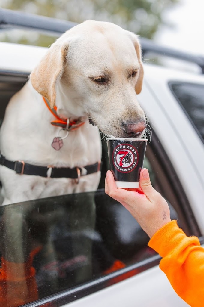 A Labrador dog enjoying a whipped cream dog treat from a car window in the drive thru.