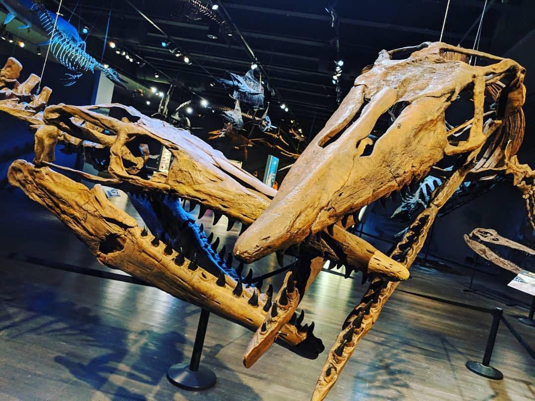 Two dinosaur skeletons displayed to be fighting inside of a museum display.