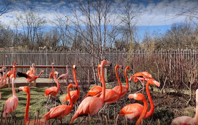 Pink flamingos during the fall season in a fenced in enclosure.