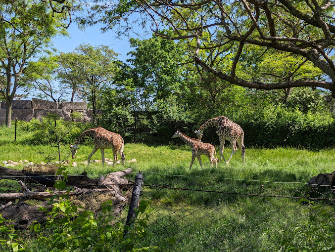 Three giraffes in a green area surrounded by a fence.