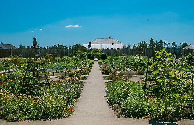 Green garden with walkways surrounded by a wooden fence.