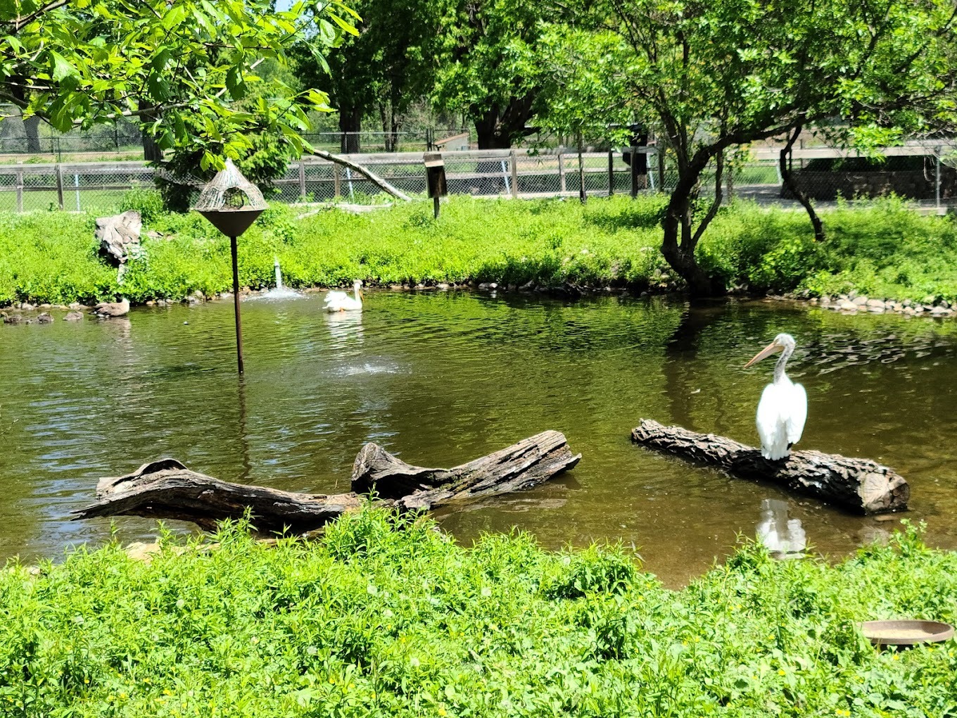 A view of a pond with greenery and logs in the pond, with a large crane bird sitting on the log.